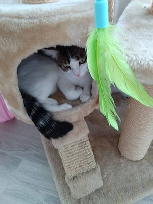 Katze    mit Namen Fräulein 
