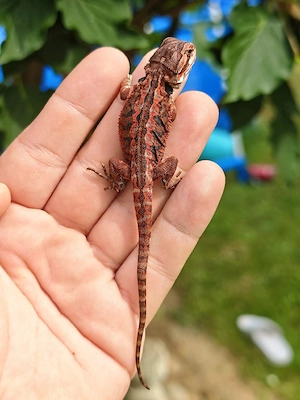 Bartagame super red black tiger leatherback Männchen 