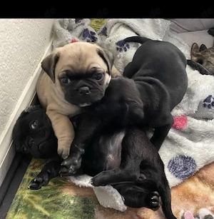 Retro Mops Welpen mit Papieren 