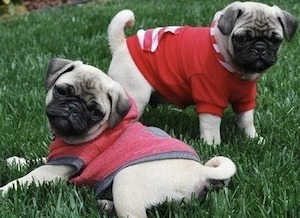 Mops Welpen 