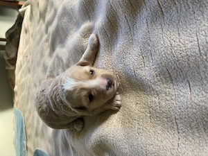 Unsere Yori-Mix Dame Fiene hat am 25.5 26  3 Welpen bekommen.