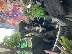 Rüde sucht Zuhause 