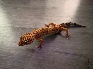 leopardgecko Bild 1
