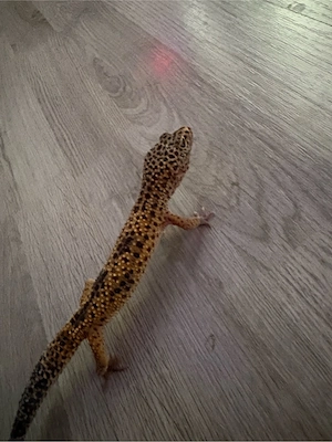 leopardgecko Bild 3