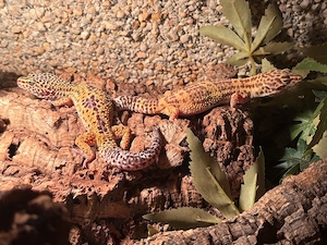 leopardgecko Bild 2