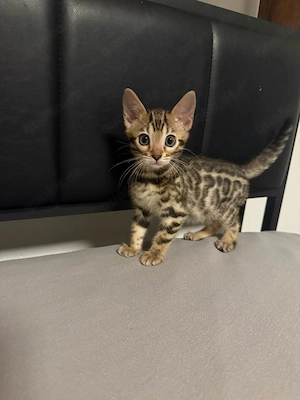 Bengalkitten