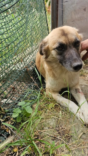 Lenchen, 5 Jahre, lieb, lauffreudig