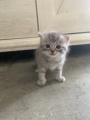 6 Kitten abzugeben 