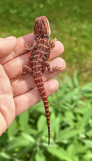 Bartagame Super Red black Tiger het hypo Weibchen