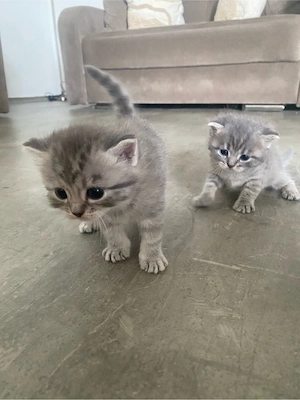 6 kitten abzugeben 