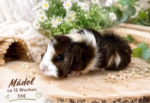 Meerschweinchen zu verkaufen weibchen und männchen 