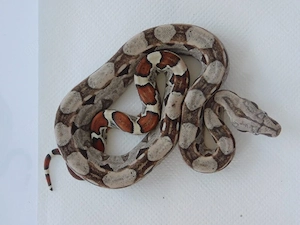 1.2 Boa constrictor imperator | het. VPI+ Snow | Kaiserboa Jungtiere abzugeben!