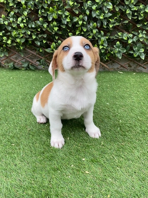 Beaglemix Sky suchr ein kuscheliges Sofaplätzchen 
