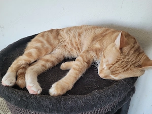 2 Katzen nur Zusammen 