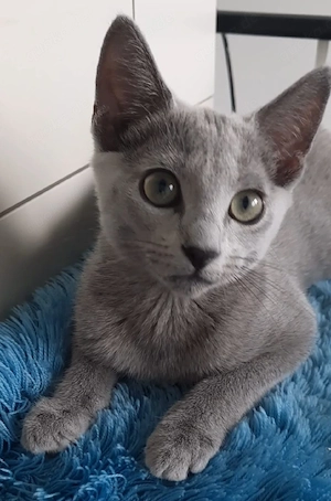 Russisch Blau Mädchen Kitten katze