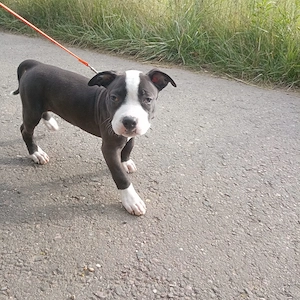 Bagira amerikanische Bulldogge sucht wieder ein neues Zuhause 