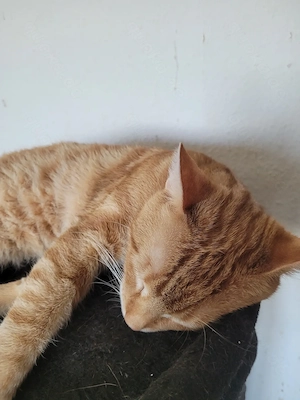 Zuhause gesucht. 