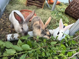Schecken mix zu verkaufen 4 Stück weibchen