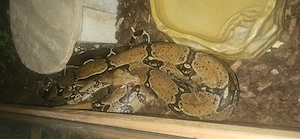 Boa Constrictor Imperator 