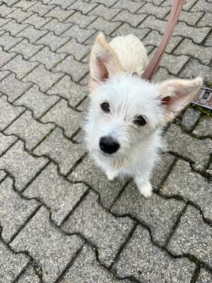 kleine Hündin Maja sucht schönes Zuhause 