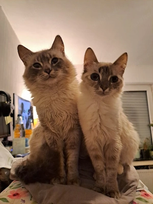 Zwei bildhübsche junge Birma Mix Katzen suchen neue Familien