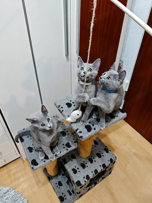 Russisch Blau Kitten 