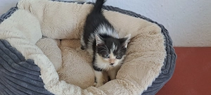 Katzenbaby " Dori "