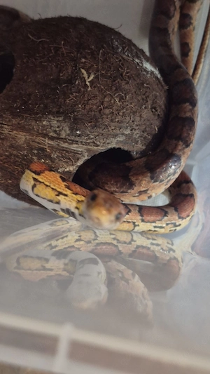 3 Kornnatter inkl. Terrarium und Zubehör 