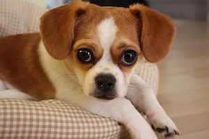 Zauberhafte Chihuahua-Mix-Welpen suchen ihr Für-immer-Zuhause