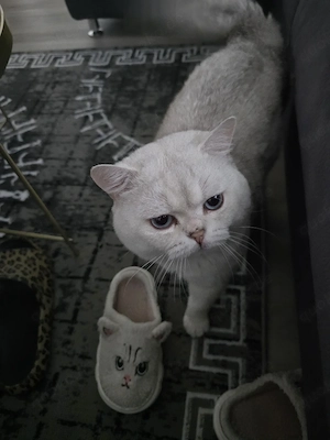 Deckkater Amadeus 