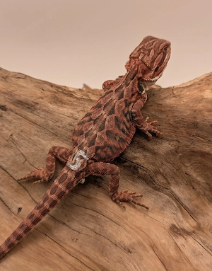 Bartagame Pogona Vitticeps Dark Red Red Orange Hypo NZ26