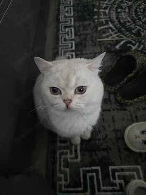 Deckkater Amadeus 