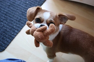    Zauberhafte Chihuahua-Mix-Welpen suchen ihr Für-immer-Zuhause     