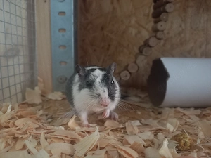 Rennmaus (w, ca. 2 Jahre) sucht neues Zuhause mit neuer Partnerin im Raum Karlsruhe