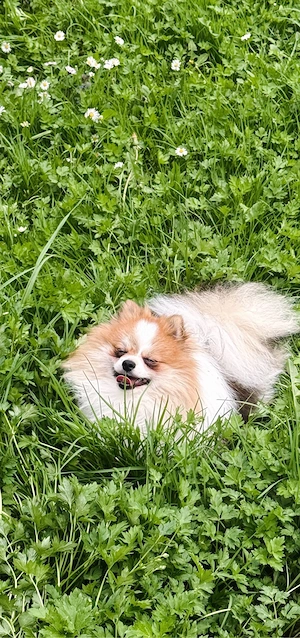 Liebevoller Zwergspitz (Pomeranian) in Particolor sucht ein neues Zuhause