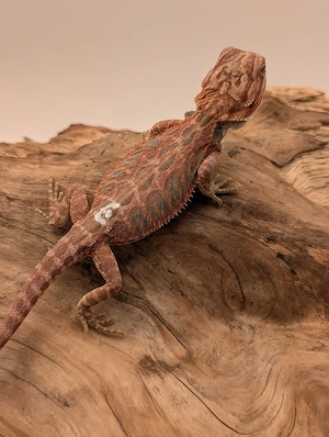 Bartagame Pogona Vitticeps Dark Red Red Orange Hypo NZ26