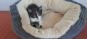 Katzenbaby " Dora "
