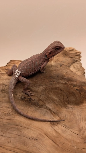 Bartagame Pogona Vitticeps Dark Red Red Orange Hypo NZ26  Meine kleinen Bartagamen sind Abgabebereit