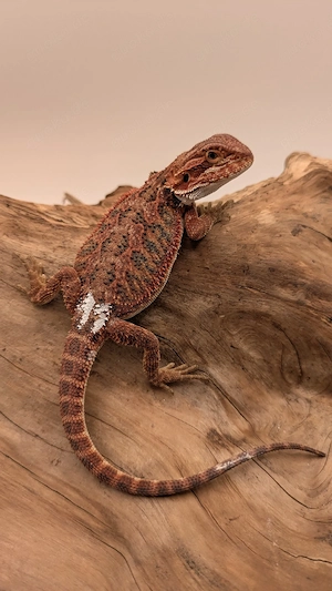 Bartagame Pogona Vitticeps Dark Red Red Orange Hypo NZ26