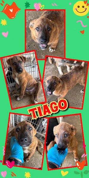 wunderschöner Welpenjunge "Tiago" sucht ein liebevolles Zuhause 