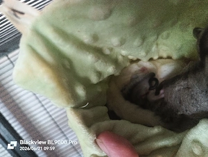 Sugar Glider Nachwuchs 