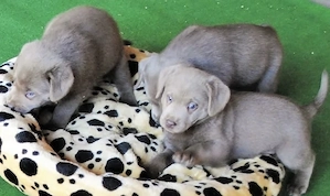 Silber Labrador Welpen Showlinie freuen sich über netten Besuch