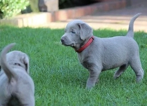 Premium Silber Labrador Welpen mit Papieren und  Blaue Augen