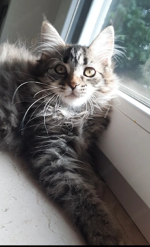 Maine Coon Kitten katze mädchen