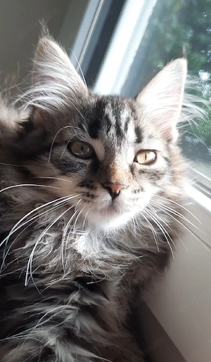 Maine Coon Kitten katze mädchen