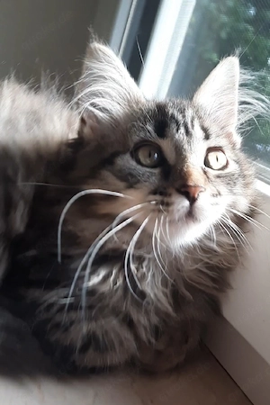 Maine Coon Kitten katze mädchen