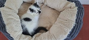 Katzenbaby " Dorit "