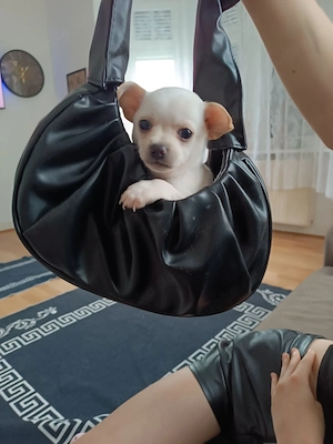 Kleine reinrassige Chihuahuas zu verkaufen