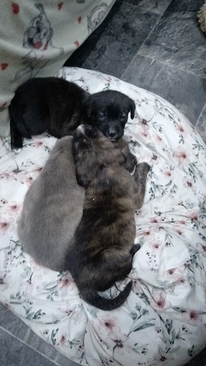 American Stafford-Boxermix Labrador Mischlingswelpen zu verkaufen 