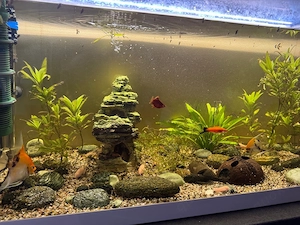     Aquarienfische, Pflanzen & Deko wegen Umzug abzugeben